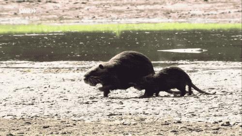 这种毛茸茸的小动物入侵全球破坏力惊人 在美国杀一只可以领6美金 知乎