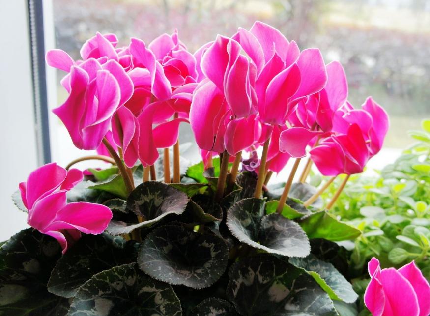 怎么养花养花知识 v2-434d1c2c6e6bec1726d8abf52490f7d8_r.jpg