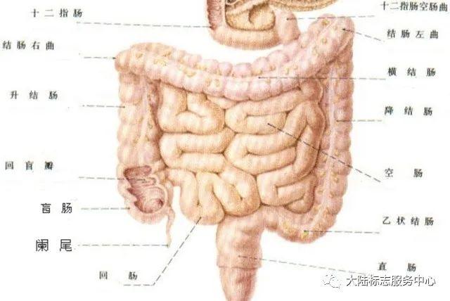 腑肠准确位置图图片