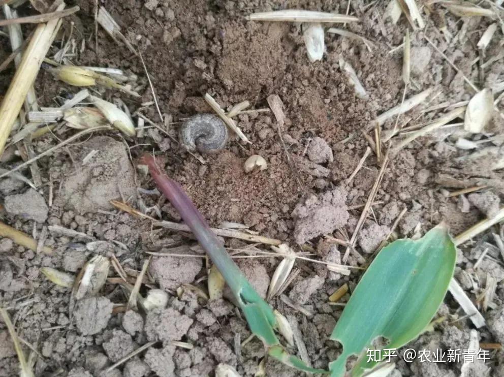 二点委夜蛾进入始盛期别与小地老虎弄混了植保专家教你如何防治