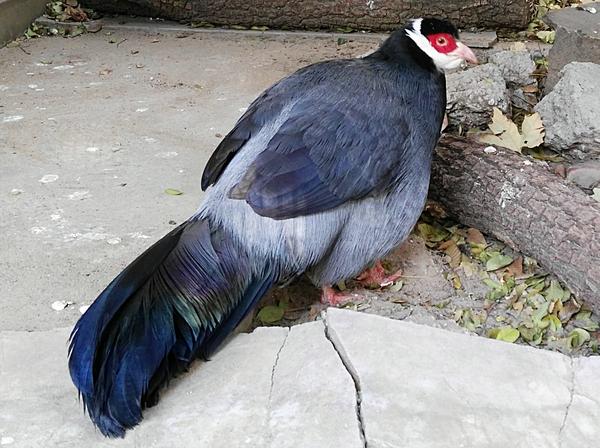 走进北京动物园(之一):雉鸡苑