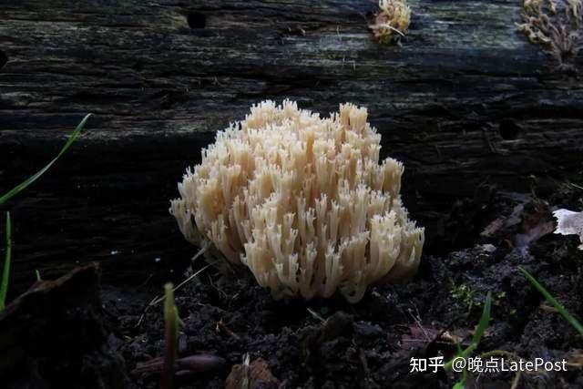 晚点周末丨在割裂破损的世界中,向一朵菌子请教生存 - 知乎