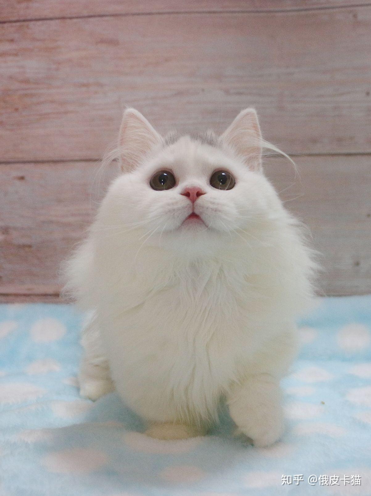 拿破仑矮脚猫 - 知乎