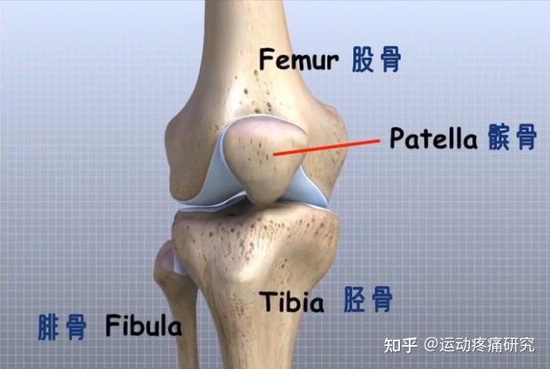 1. 骨:股骨,脛骨,腓骨和髕骨.