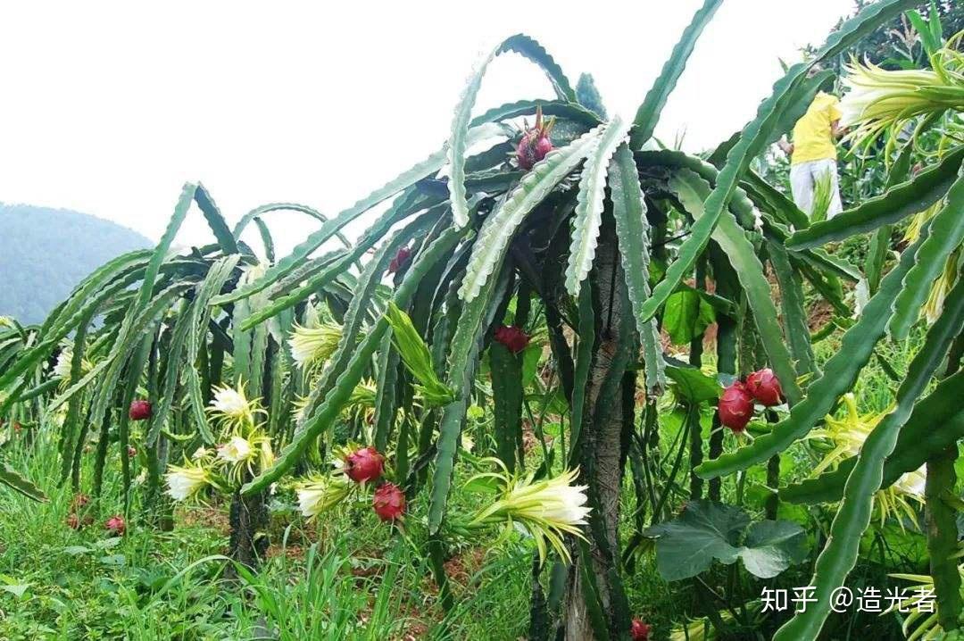 霸王花結出的火龍果