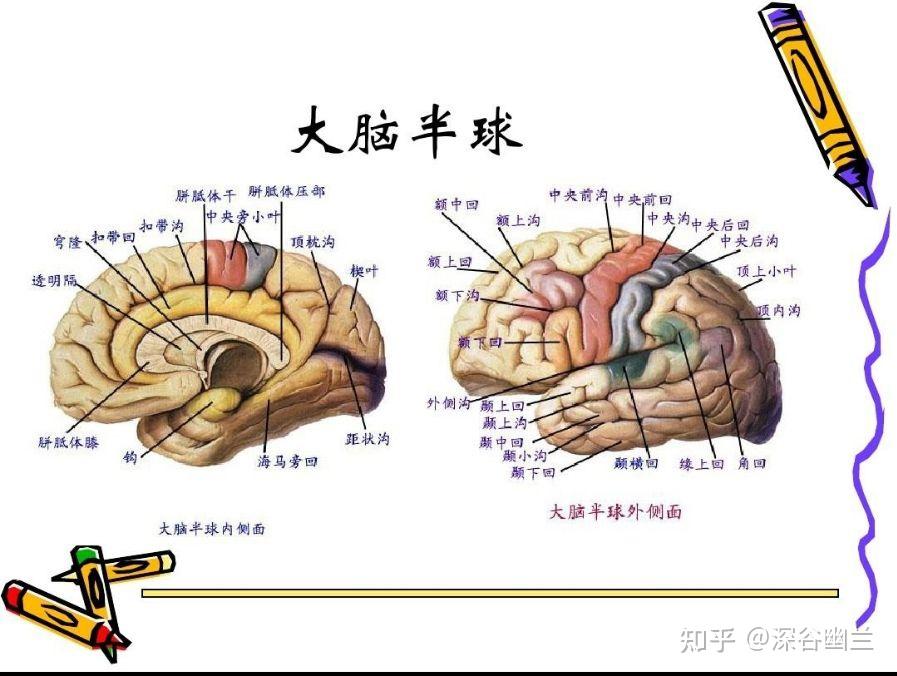 大脑 - 知乎