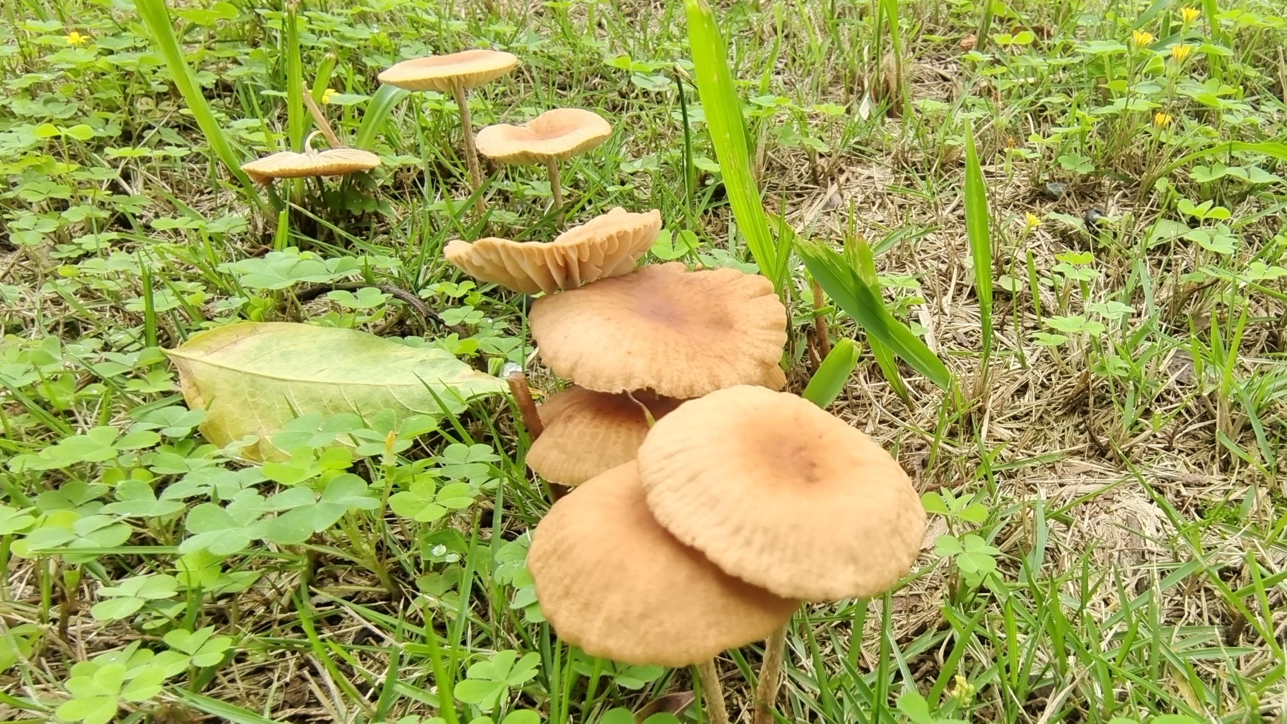 这是什么蘑菇?门口树下看到的 