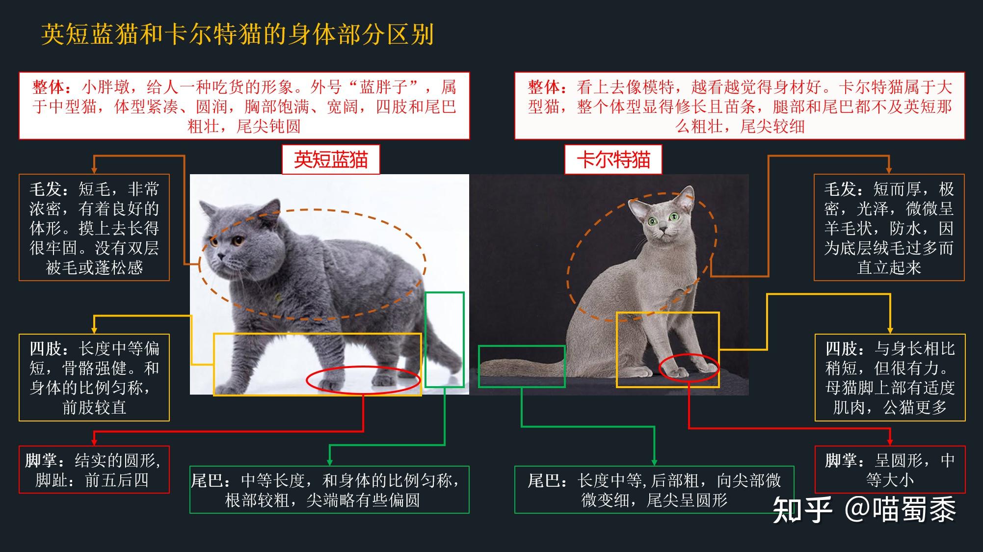 英短蓝猫和卡尔特猫傻傻分不清楚5张图教你看得明明白白