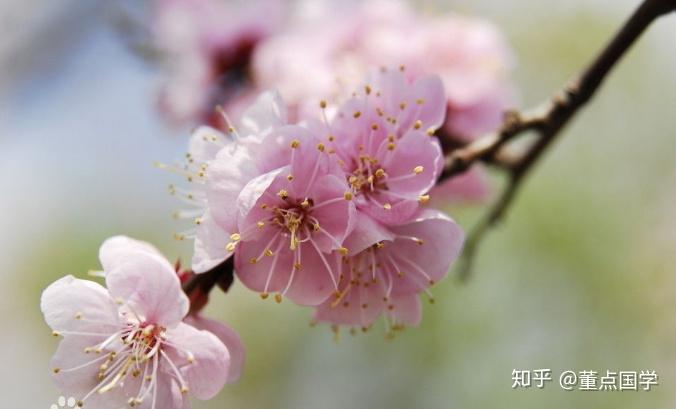 高貴時擬為孔聖人低賤時喻為青樓女杏花的故事暗藏人間百味