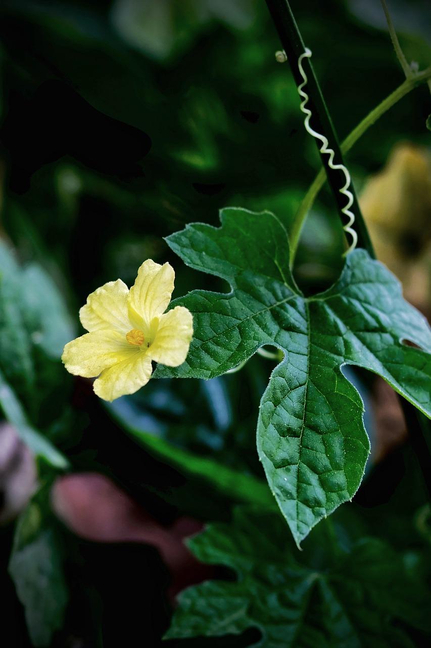 4. 藕开花时间表