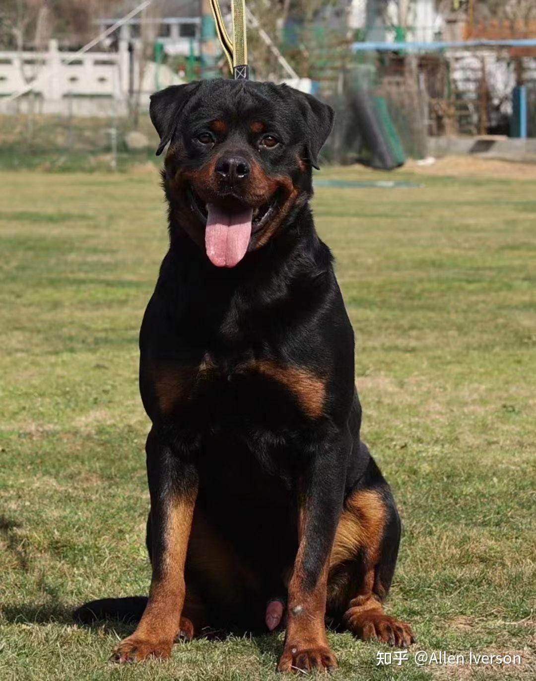 想养大型犬/中型犬,可以推荐品种吗? - 知乎