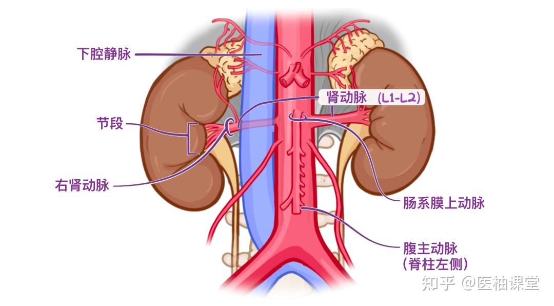 人体解剖学基础:肾脏、输尿管 - 知乎