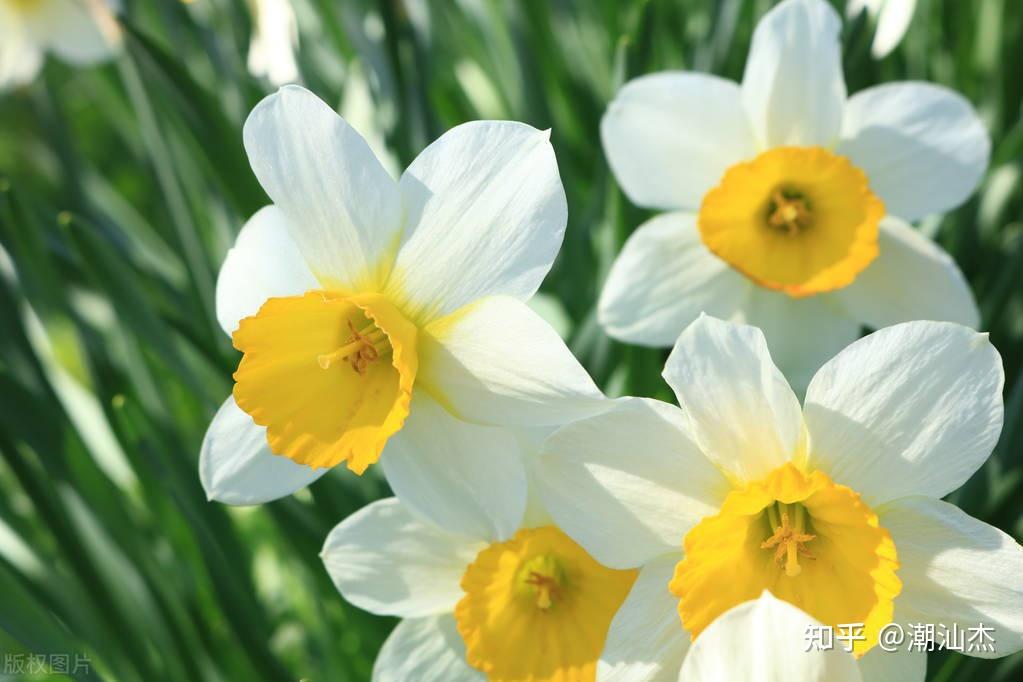 水仙花的花季在什么时候? - 知乎