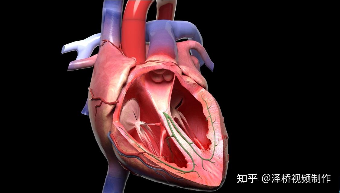 心脏是人体非常重要的器官,心脏的主要生理功能是通过收缩,舒张泵血