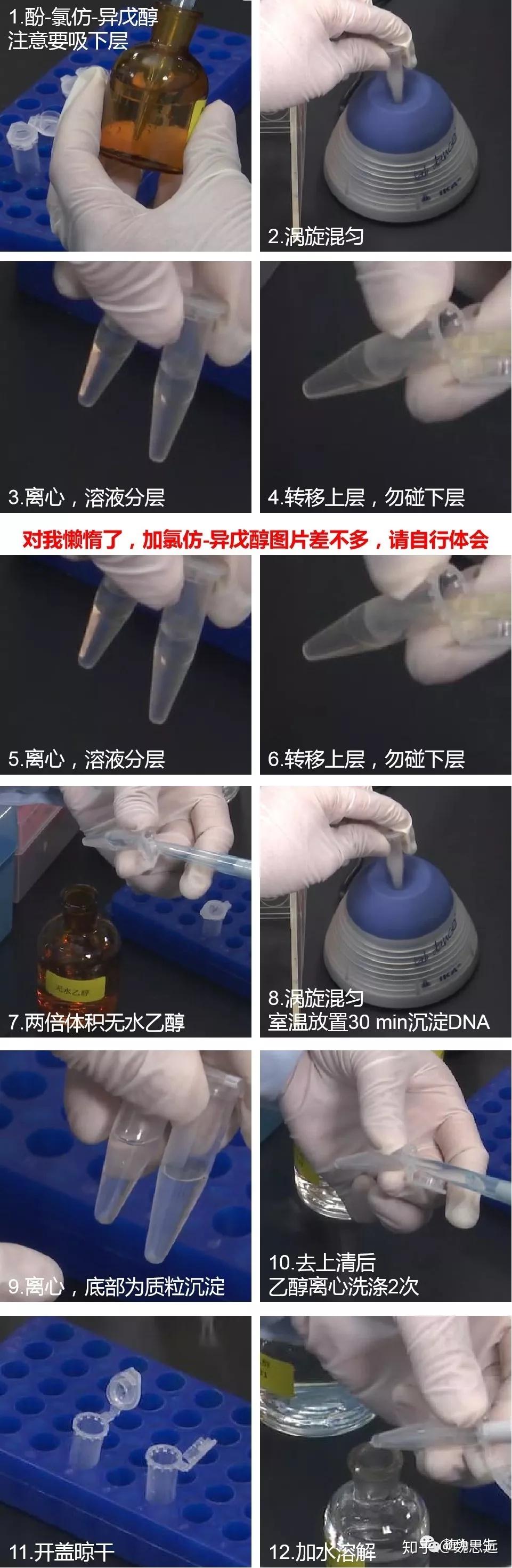 【分子】DNA的提取与检测(下)——质粒DNA - 知乎