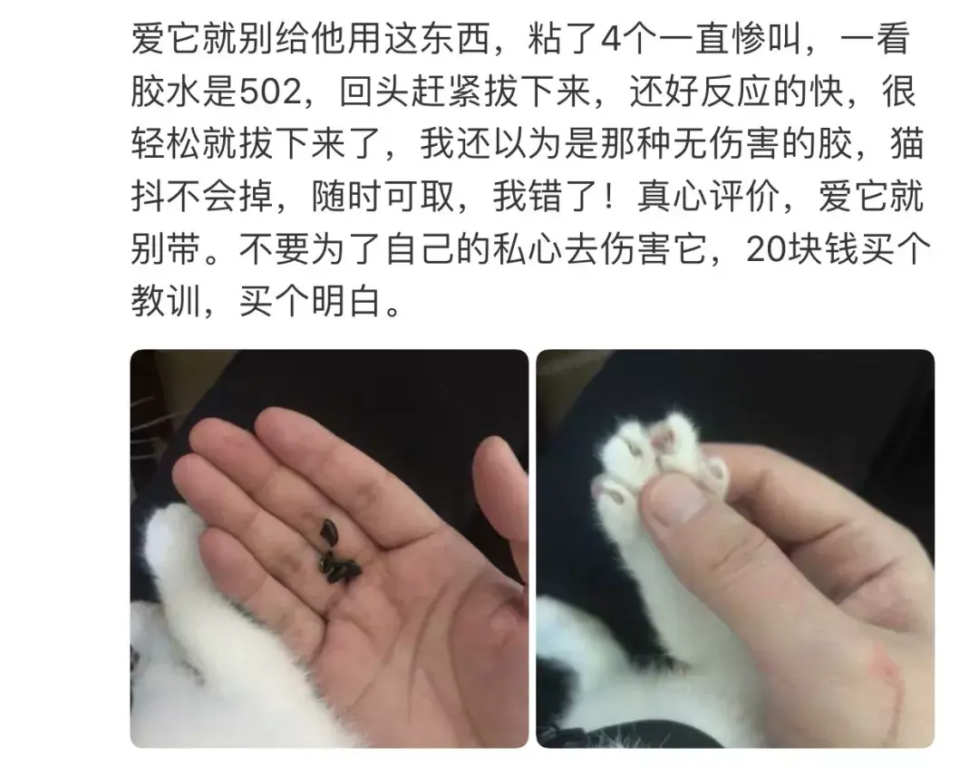 玫斯科普丨猫咪去爪手术到底有多残忍