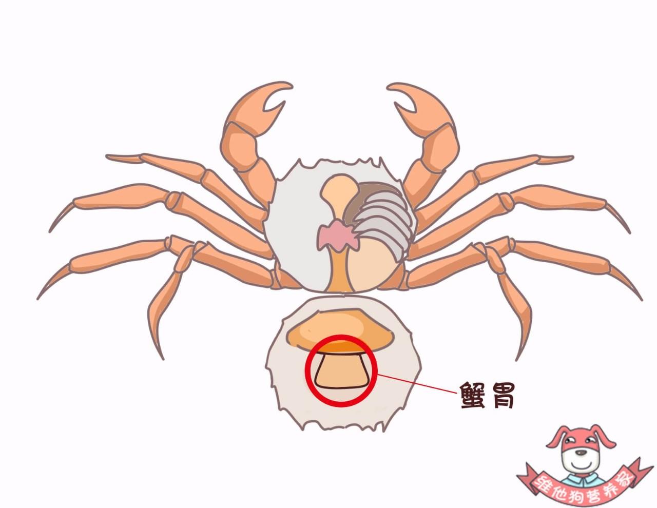 蟹的胃部在蟹甲壳内部中间偏上,靠近螃蟹嘴的位置,呈三角形,在蟹黄和
