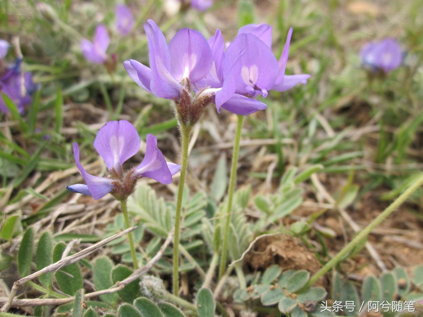 有一種草藥治淋巴農村這種野草名字嚇人