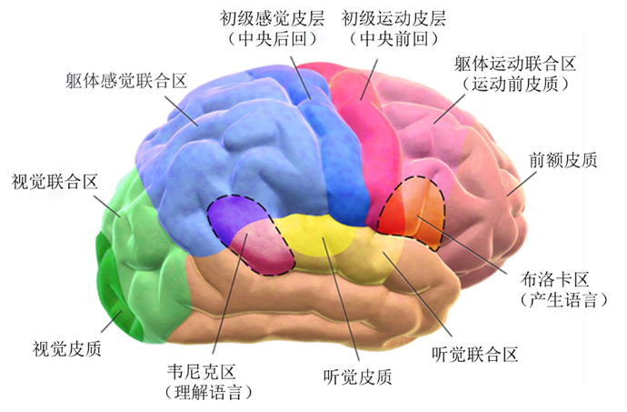 脑机接口技术系列-基础概念篇(一)：读懂脑机接口的语言 - 知乎