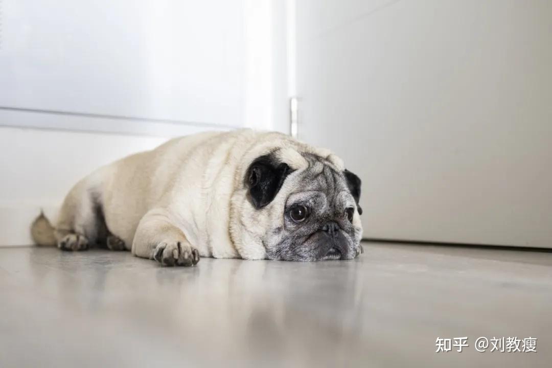 狗狗焦虑的原因到底是什么原因