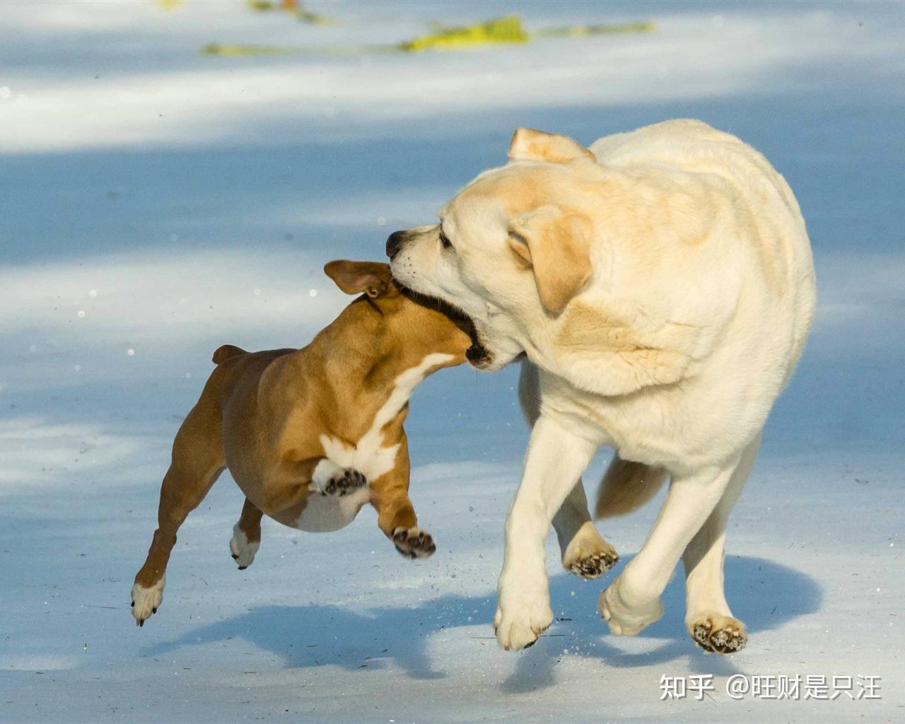 大狗小狗相遇,为什么小狗叫得这么凶呢? - 知乎