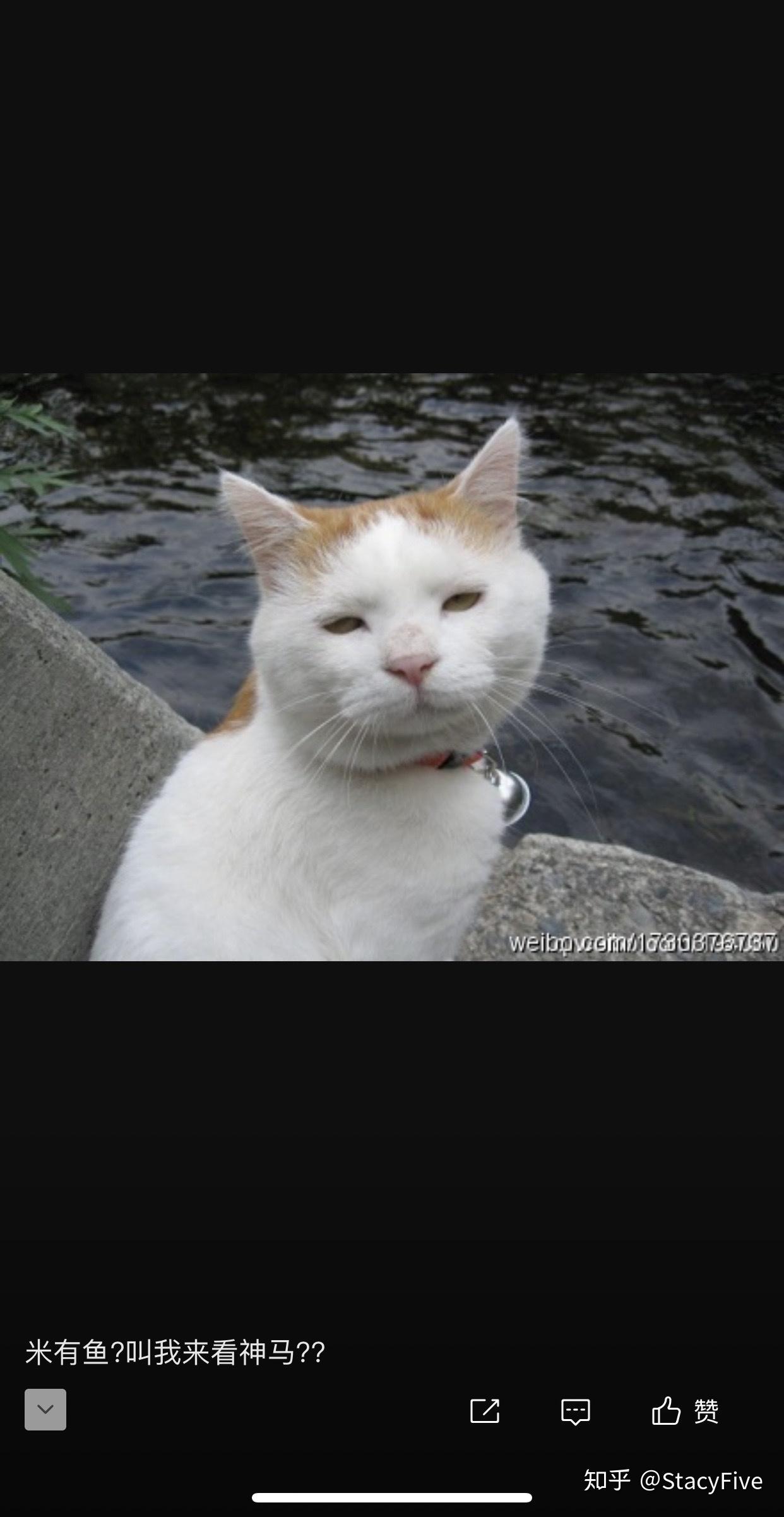 日本网红猫咪猫叔去世你有什么想对猫叔说的