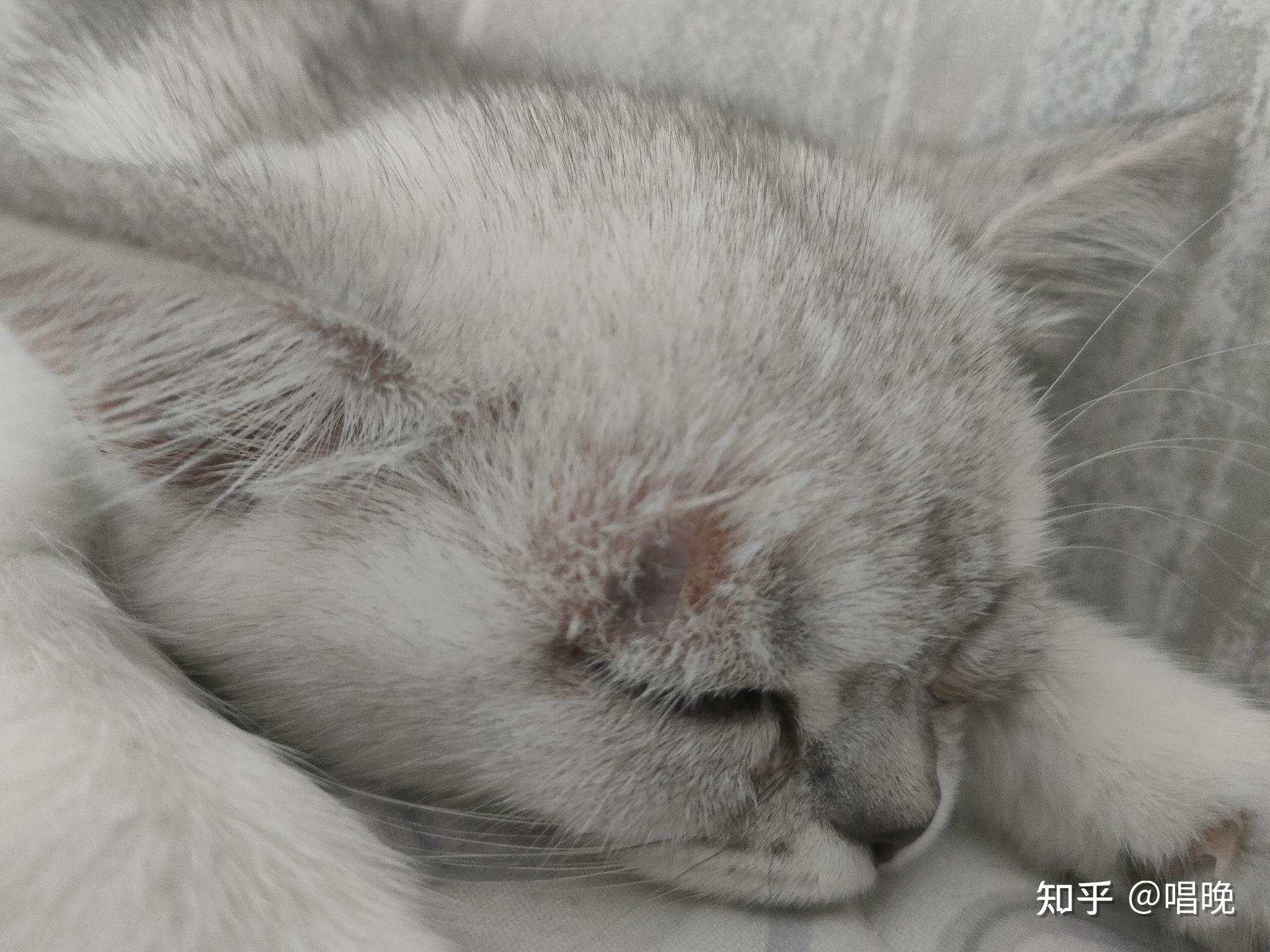 发现额头和嘴角有猫癣皮肤变黑了多么可爱的小猫咪啊呜呜