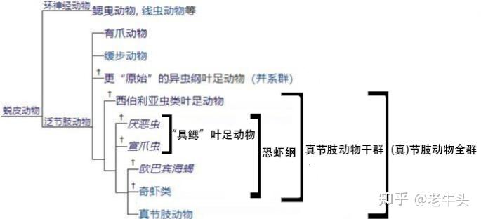 节肢动物，恐虾纲，异虫纲三者之间的演化关系是怎样的？