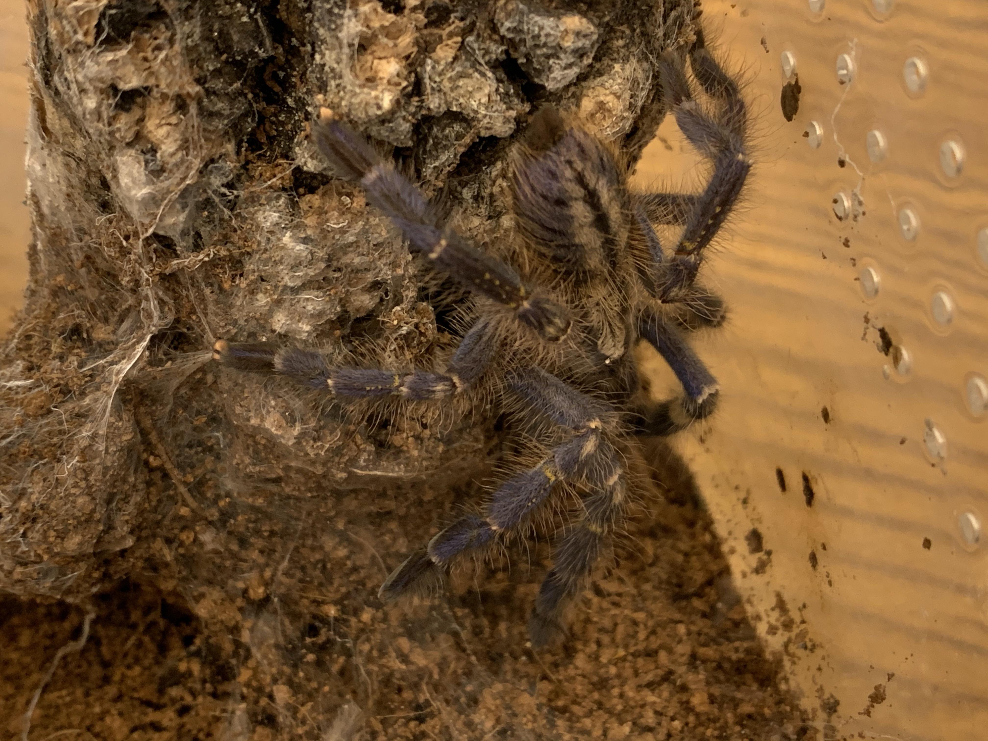 新手饲养蜘蛛该如何入门? - 知乎