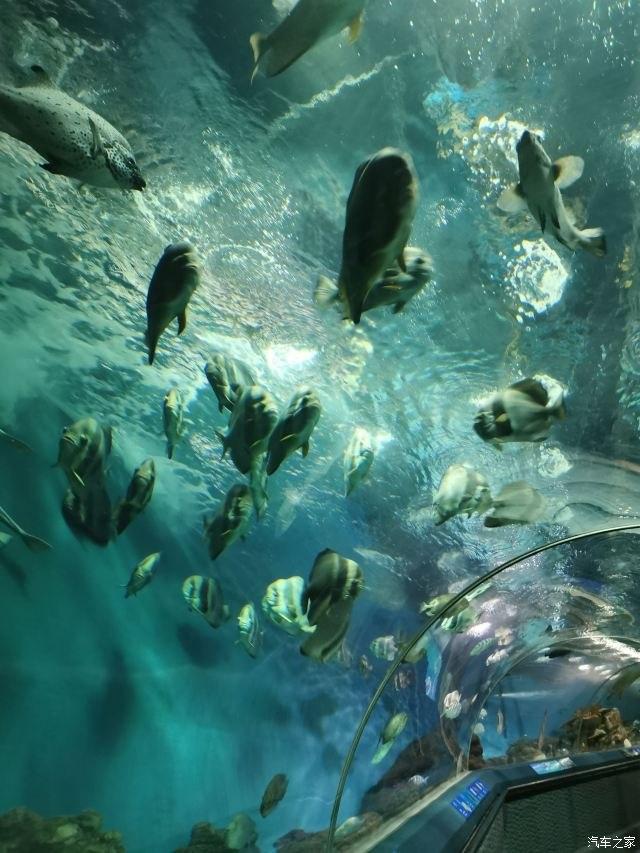 再游上海海洋水族馆