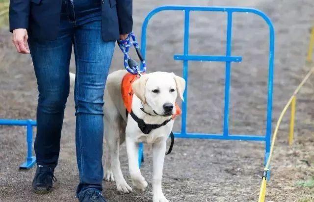 世界导盲犬日:它们值得更多的理解与尊重! - 知乎