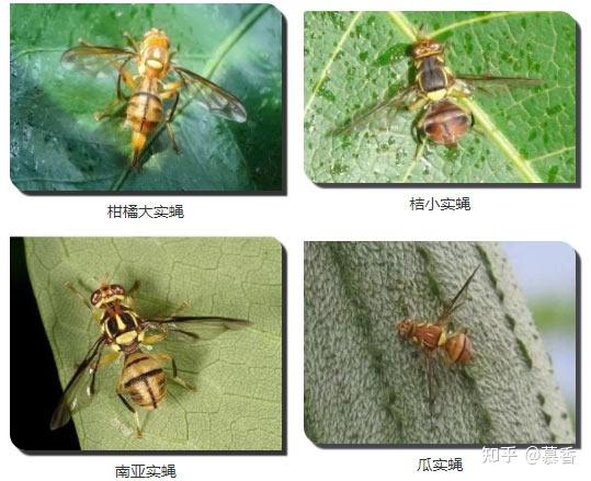 家里为什么会出现实蝇？ - 知乎