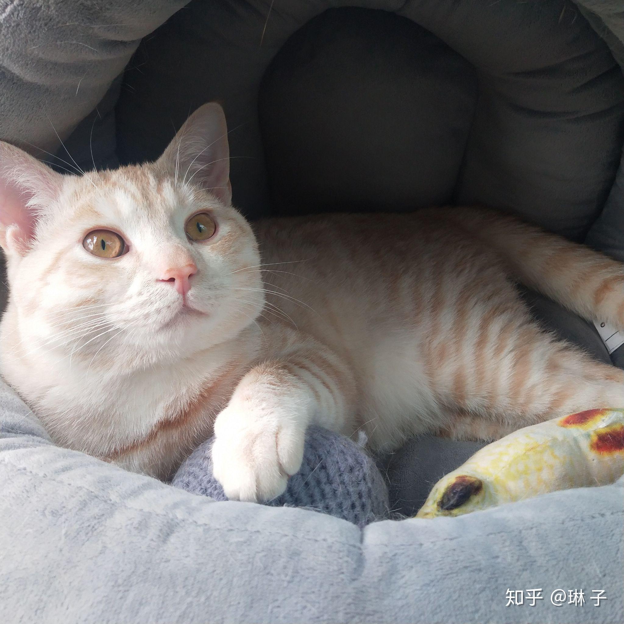 英短串小田园生的猫猫长大会是什么样子? - 知乎