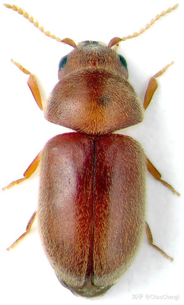 家里最近经常能看到这种棕色小甲虫,请问这是什么虫子? - 知乎