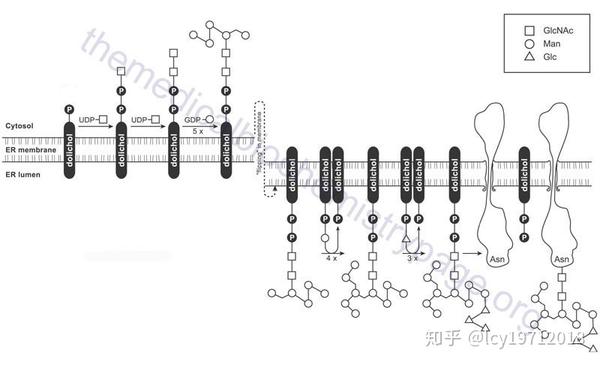 67关注蛋白质的糖基化修饰(一 10 小时前 来自专栏 生化杂谈