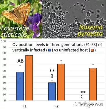 【Journal of Invertebrate Pathology】俄罗斯科学家发现一种可以防治草地螟的微孢子虫 - 知乎