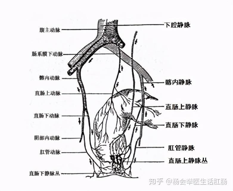 骶正中动脉图片