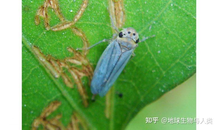 【动物界全系列】稻虱科—飞虱族(二):绿飞虱 - 知乎