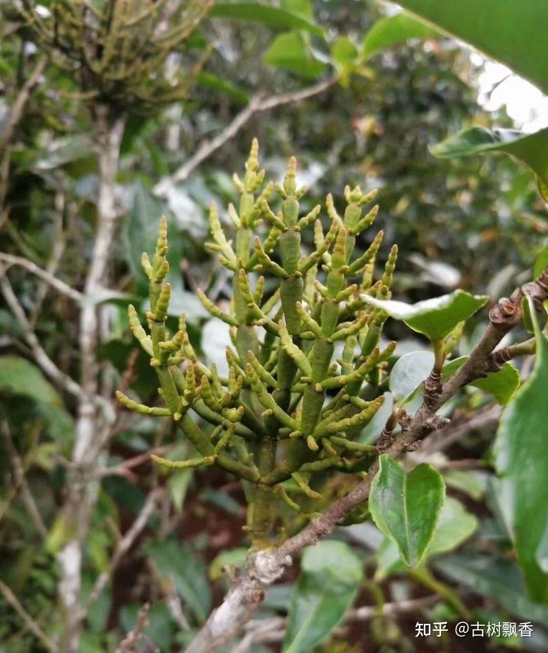 云南古树螃蟹脚