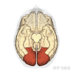 枕叶及其功能 - 知乎