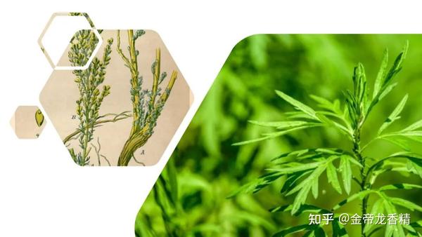 香精与香料(141)—蛔蒿 - 知乎