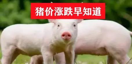 v2-43e3742a4f6740600053d75ef4110f99_1440w.jpg?source=172ae18b
