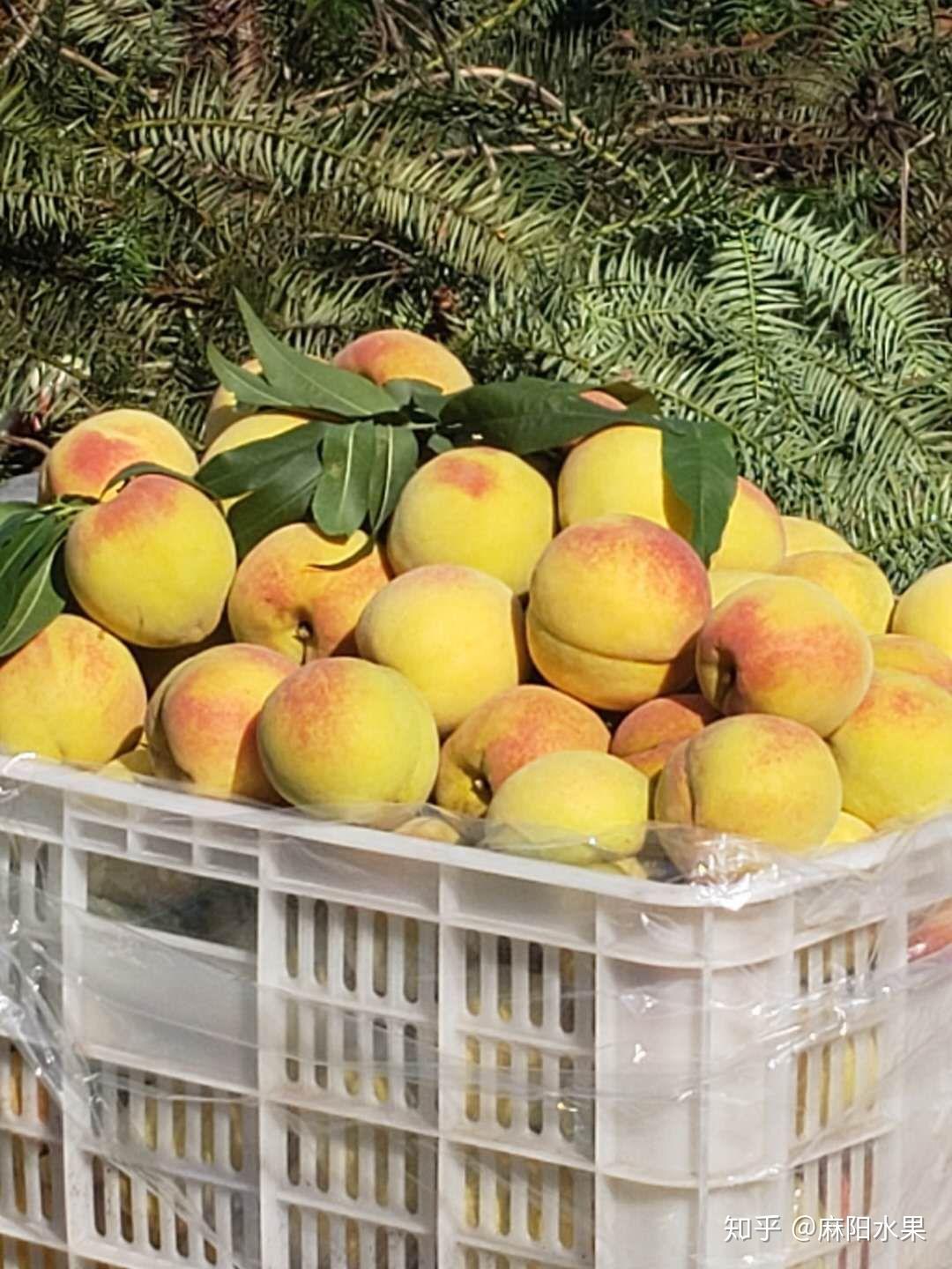 麻阳高山富硒黄桃