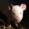 user-profile-image