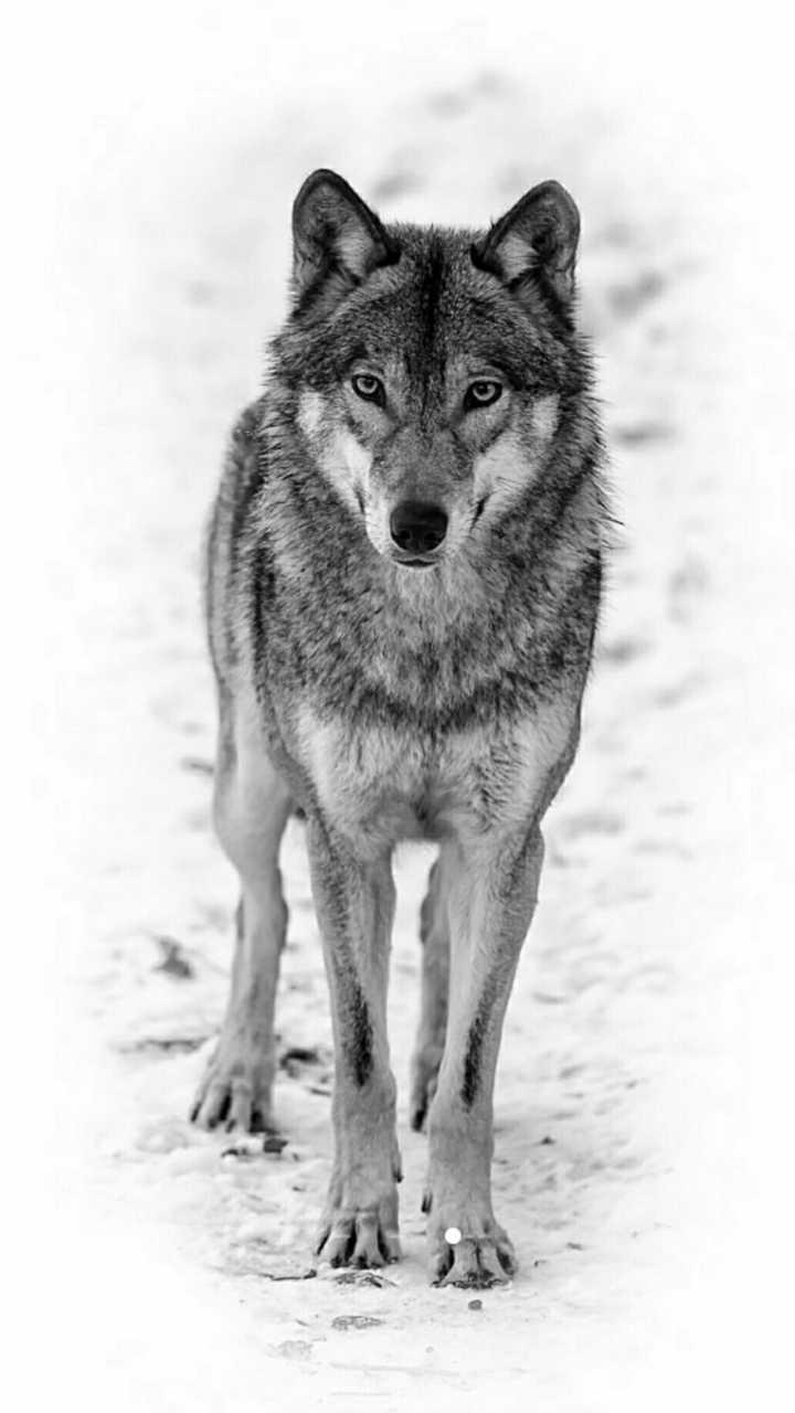 有喜欢狼的朋友么可以分享一下好看的狼的图片么