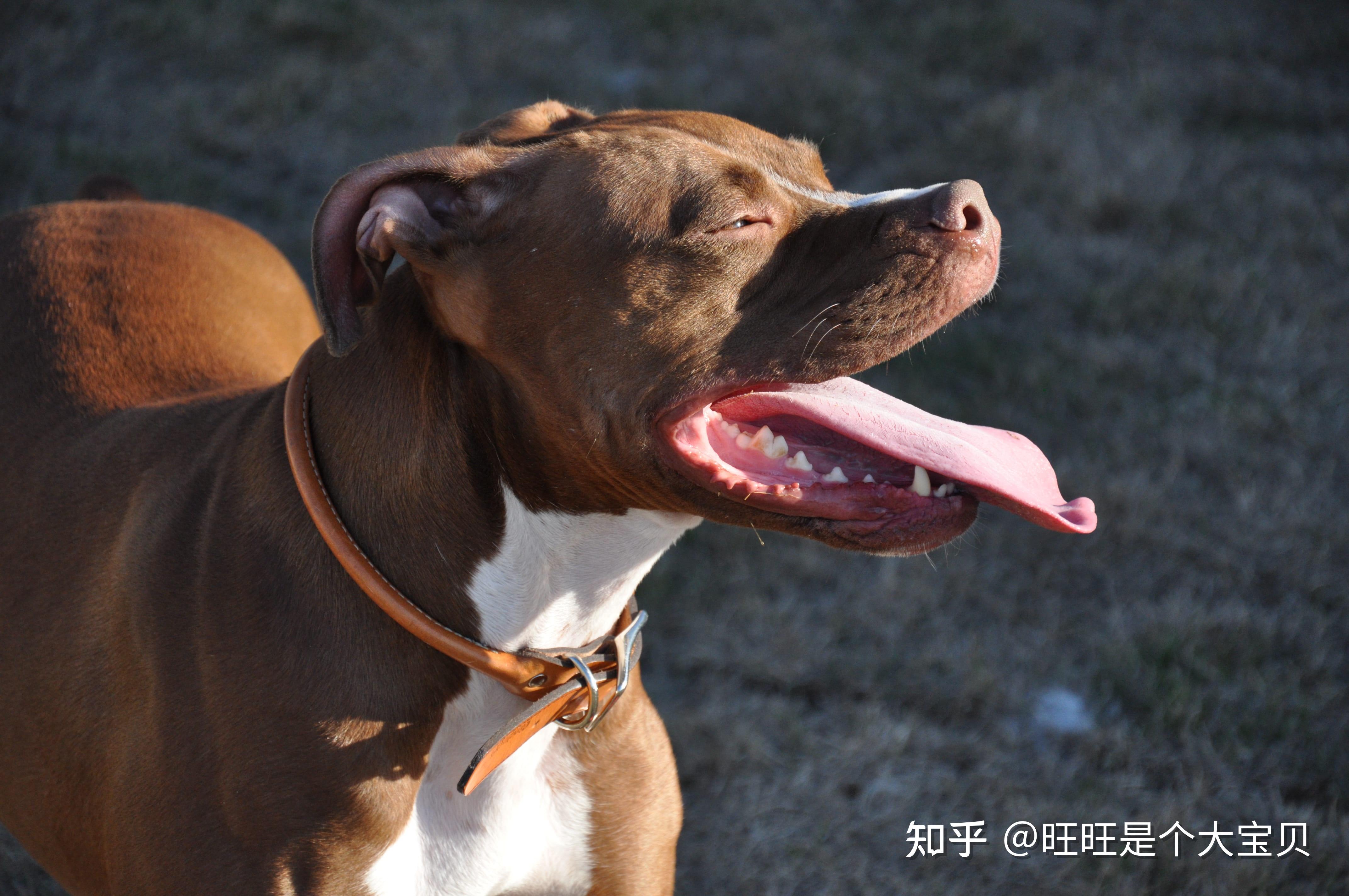 ④"狂暴凶狠"—— 加纳利犬产地:西班牙寿命:9-12年加纳利犬这个品种