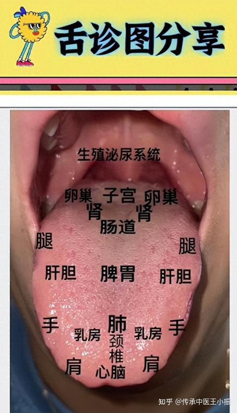 2分钟学会中医舌诊技巧，看病不求人，赶快收藏！ - 知乎