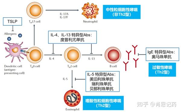 如何记住所有FDA批准生物药？ | TSLP 拮抗剂 | Tezepelumab 特折利尤单抗 | 治疗哮喘 - 知乎