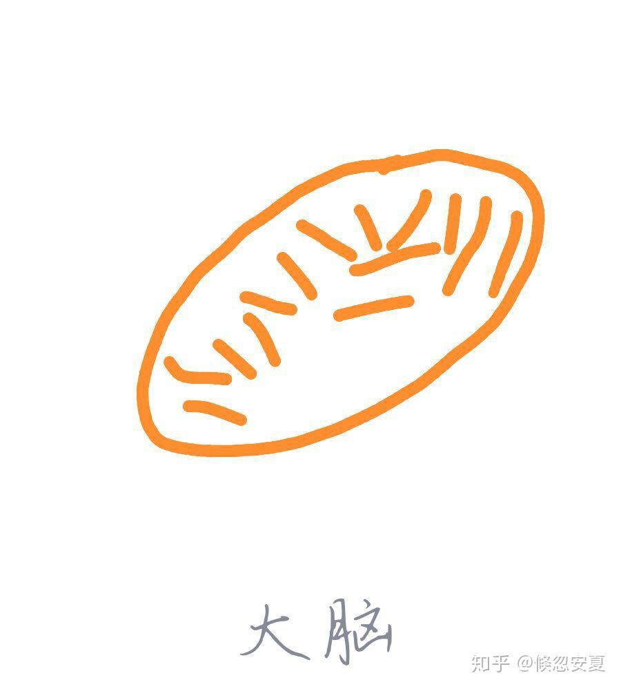 qq红包大脑怎么画