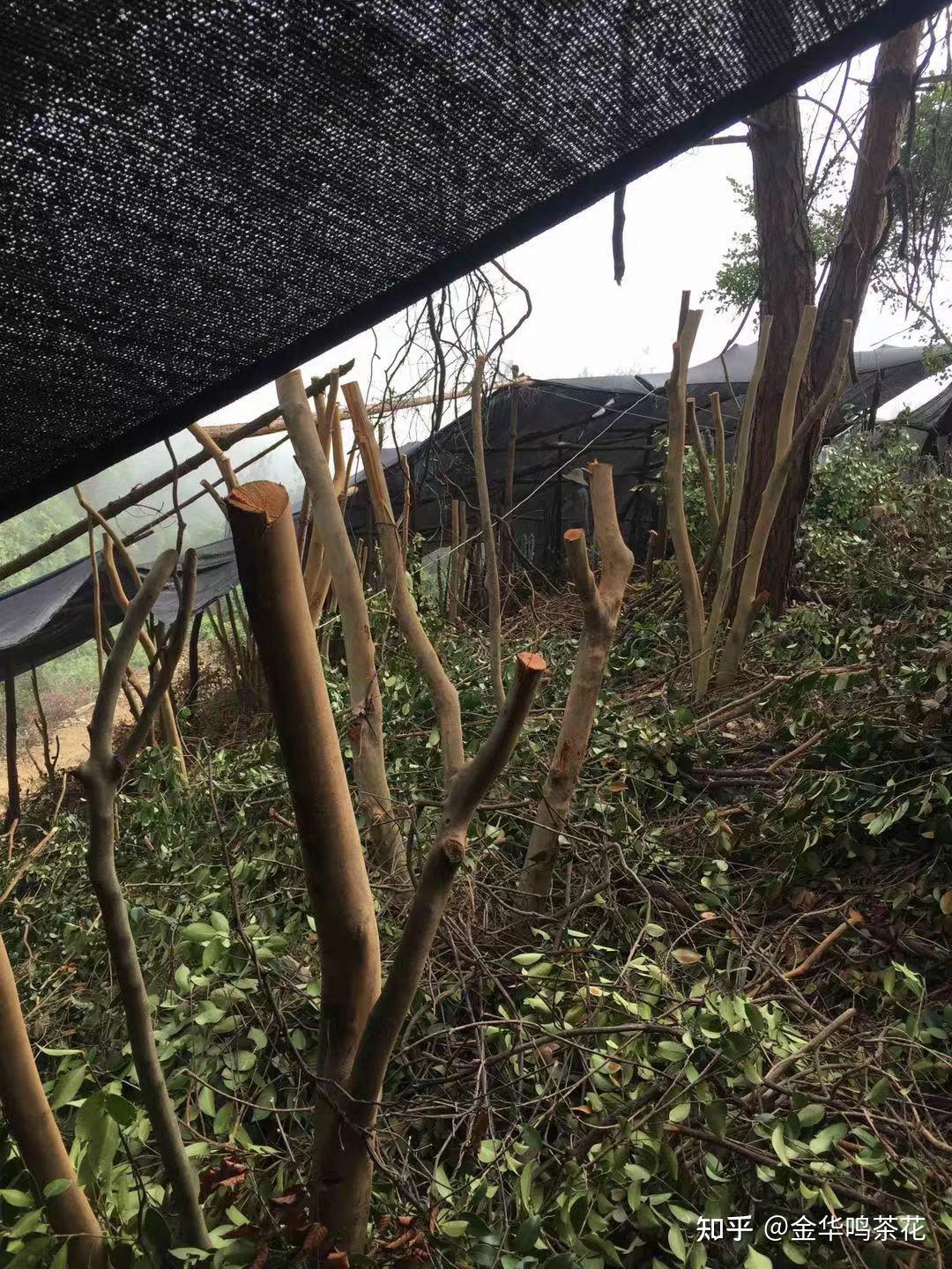 油茶树嫁接茶花茶梅各地